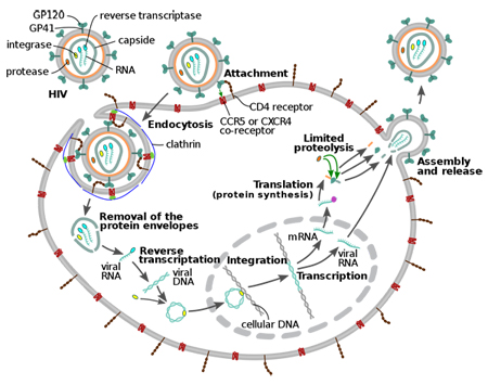 HIV Replication Cycle